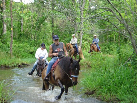 Trail Riding Peruvian Paso geldings at Sportsmans Lake Equestrian Riding Trails with Ron and Denitia